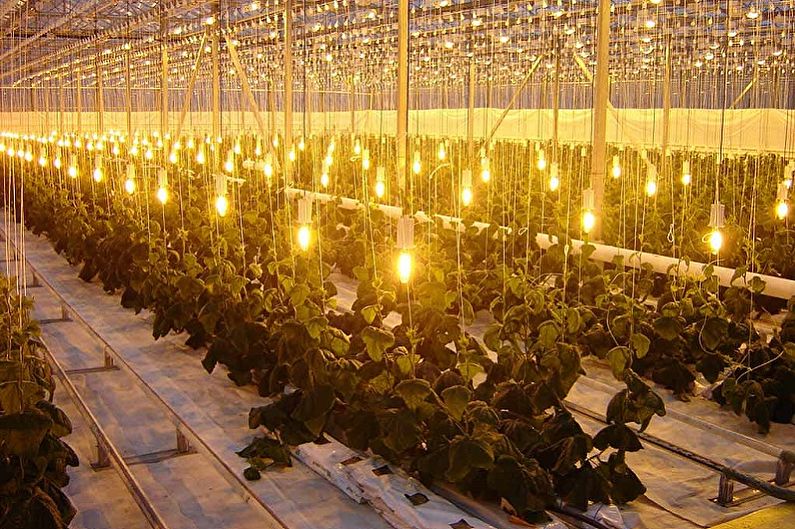 Лампы для растений - Лампы накаливания