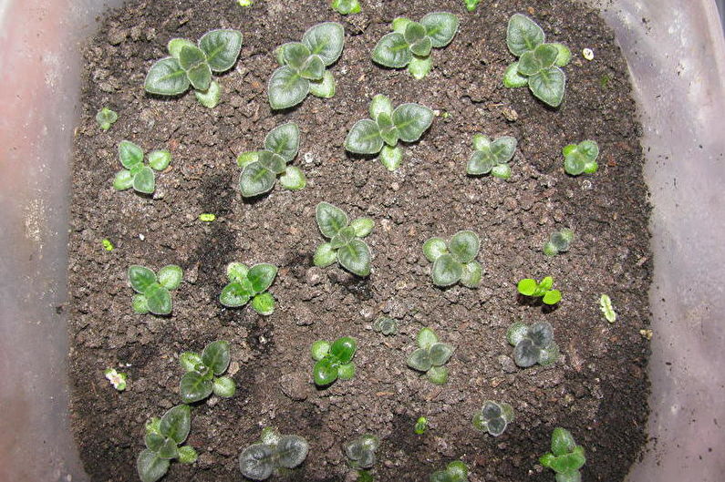 Глоксиния - Размножение семенами