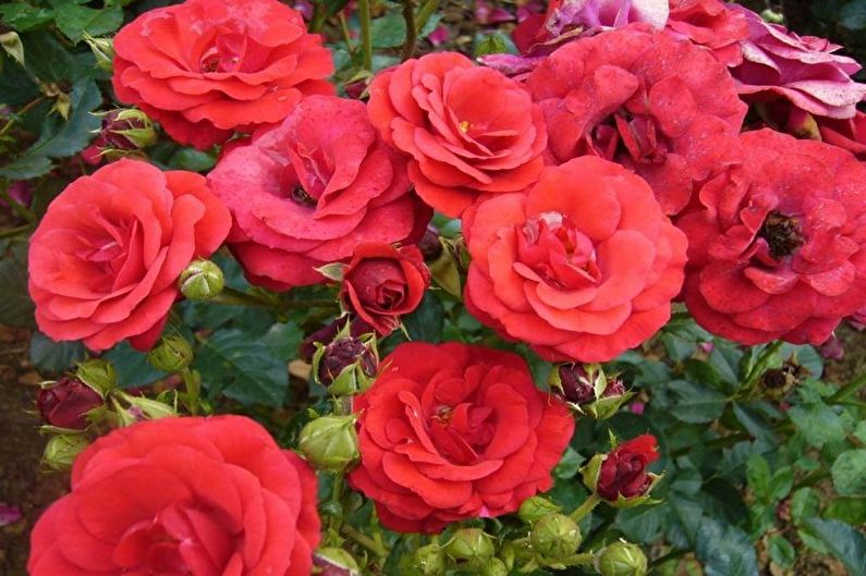 Роза Флорибунда - Стромболи