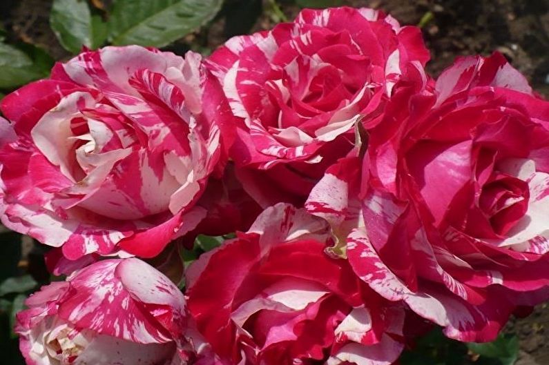 Роза Флорибунда - Новые сорта