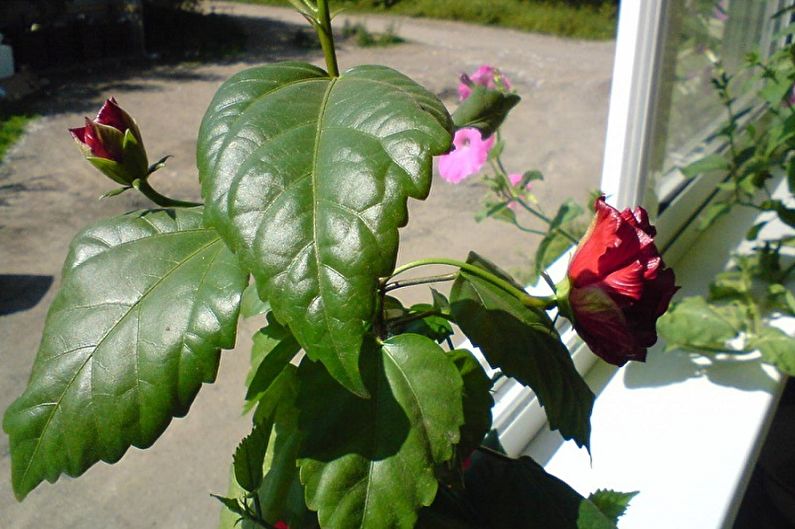 Чайная роза: уход в домашних условиях. Как сберечь розу от болезней?