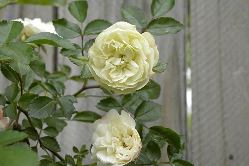Полиантовая роза