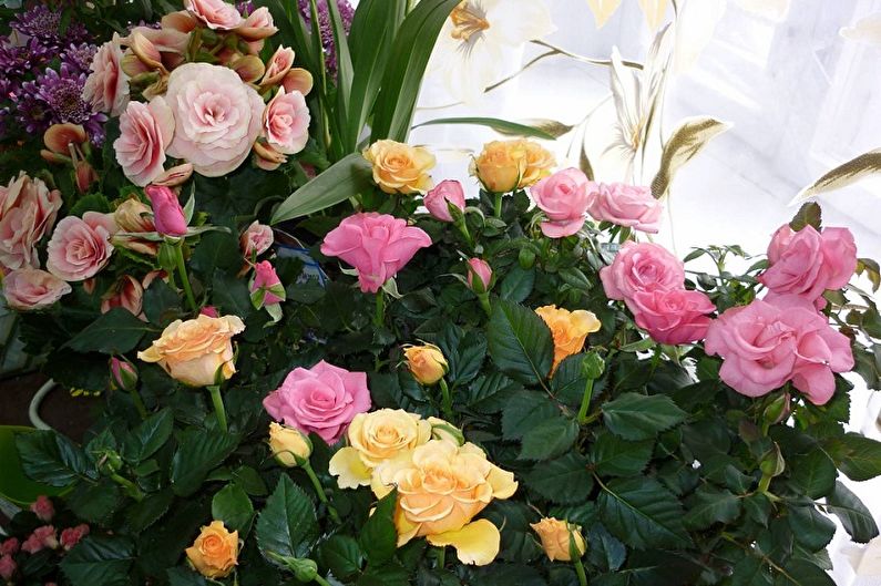 Бенгальские розы в домашних условиях. Роза комнатная – уход в домашних условиях, фото и описание видов