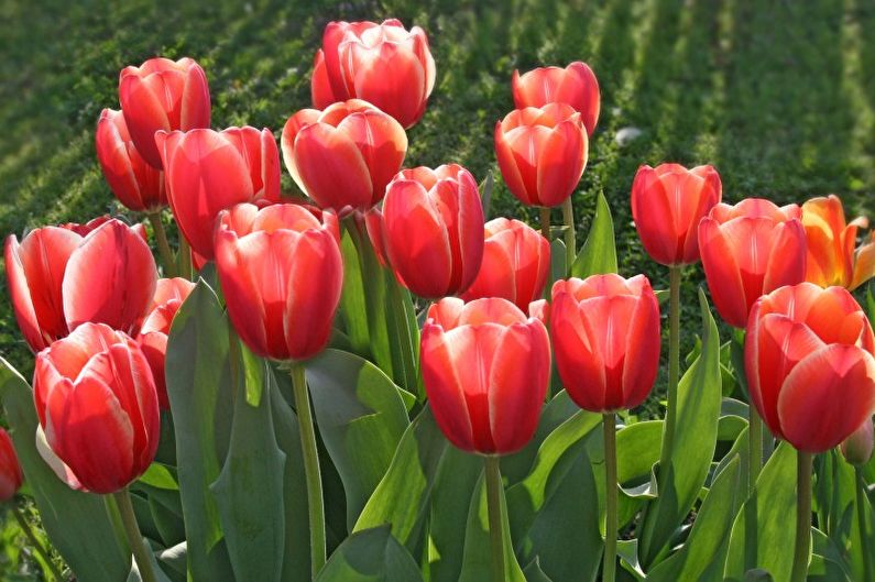 Тюльпаны - Что посадить на даче