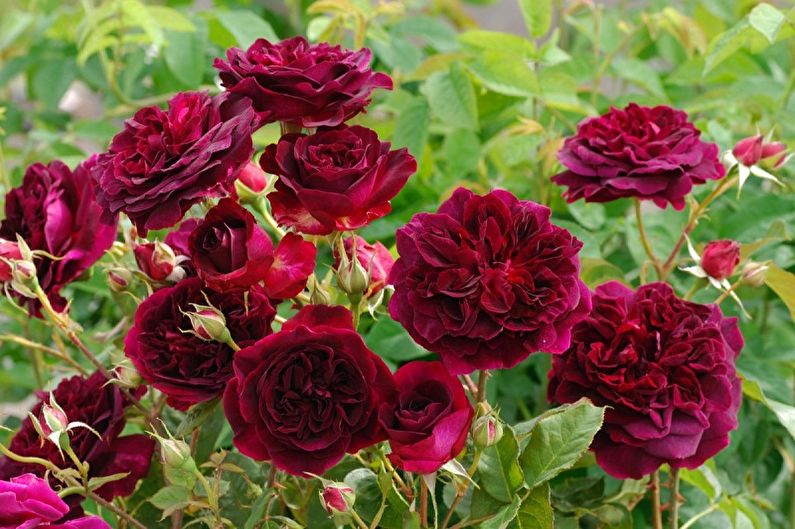 Английская роза (85 фото): виды и сорта, уход, выращивание