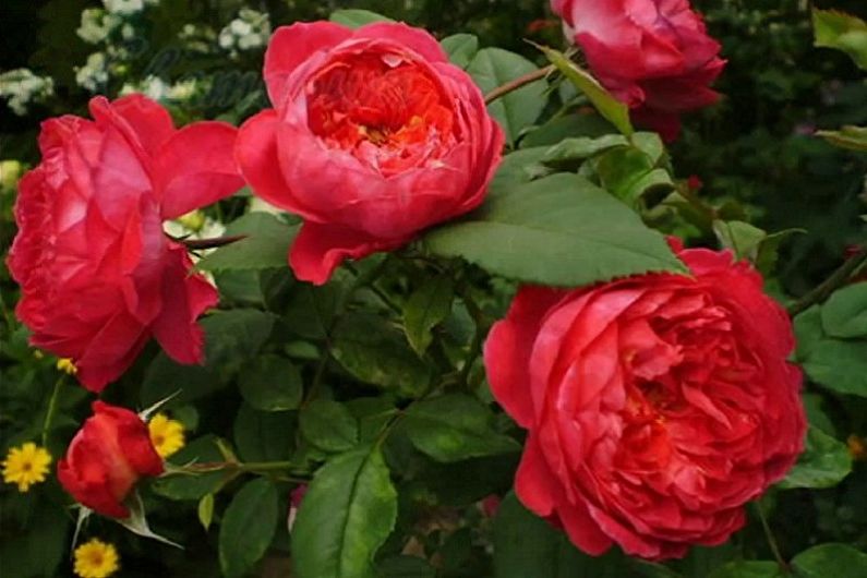 Английская роза (85 фото): виды и сорта, уход, выращивание