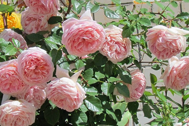 Виды английской розы - Абрахам Дерби