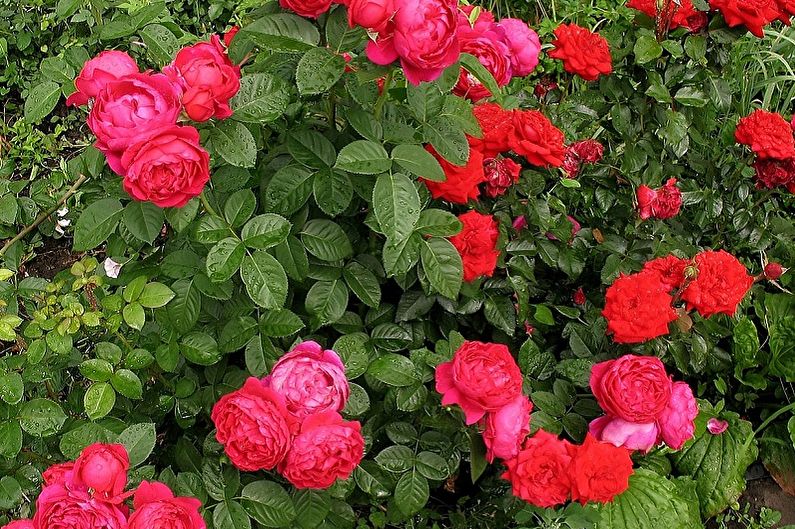 Английская роза - фото