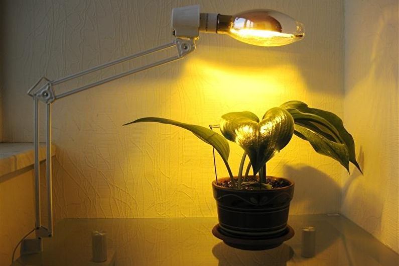 Лампы для растений - Лампы накаливания