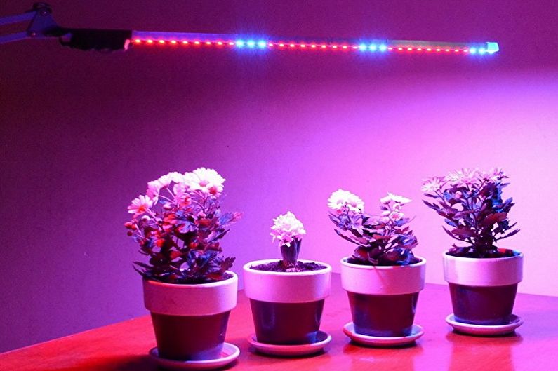 Правильное освещение декоративных растений в интерьере