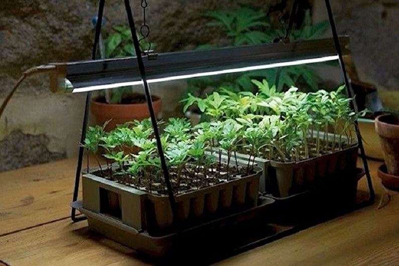 Как правильно выбрать лампу для растений