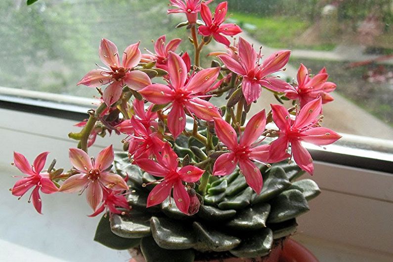 Succulent plant species - Graptopetalum