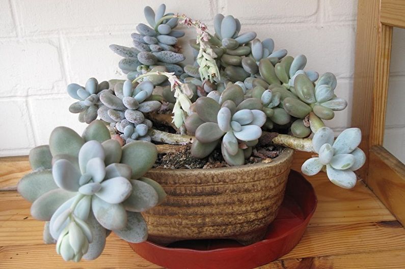 Succulent Species - Pachyphytum