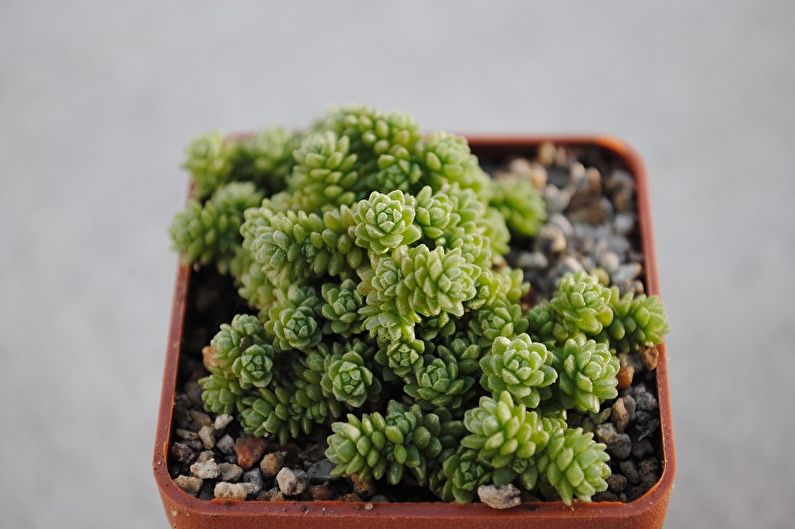 Succulent Species - Monantes