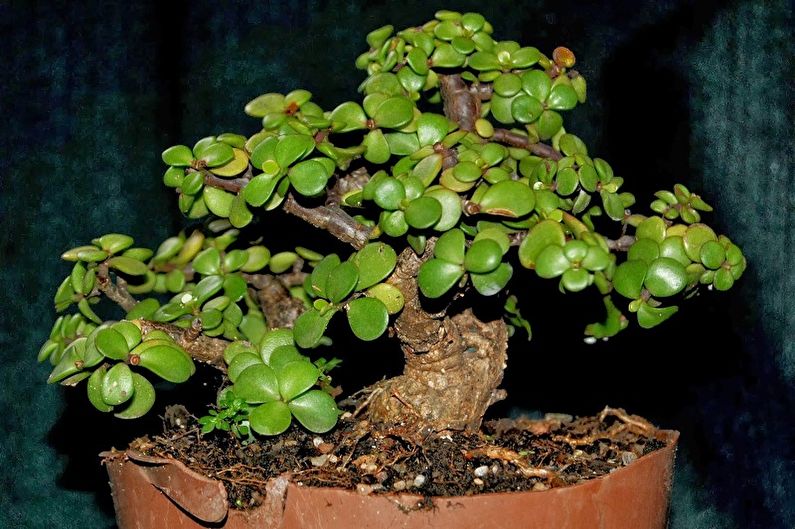 Succulent plant species - Portulacaria