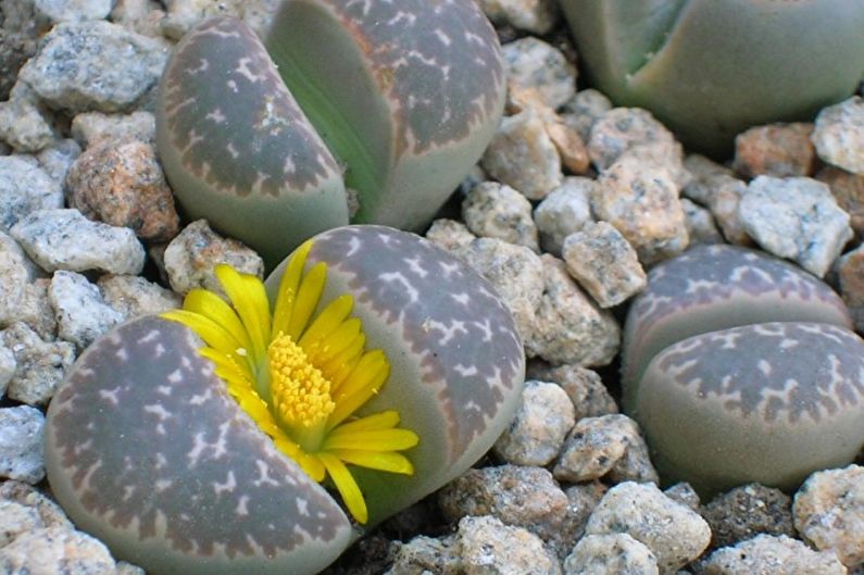 Succulent plant species - Lithops