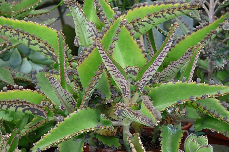Types of succulents - Kalanchoe
