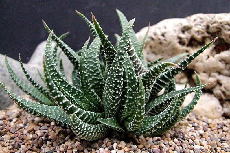 Succulent Species - Haworthia