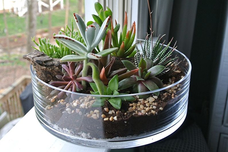 Succulent Care - Lighting