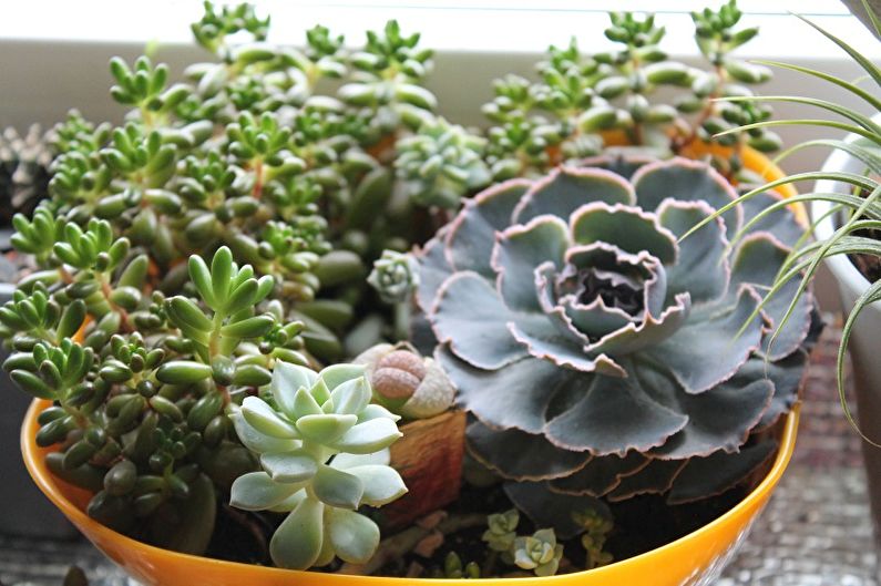 Succulent Care - Lighting