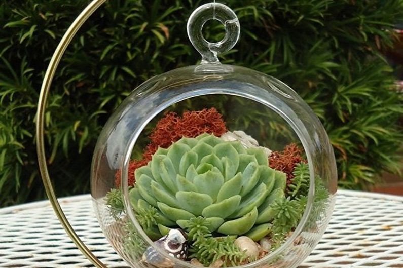 Succulent Care - Air