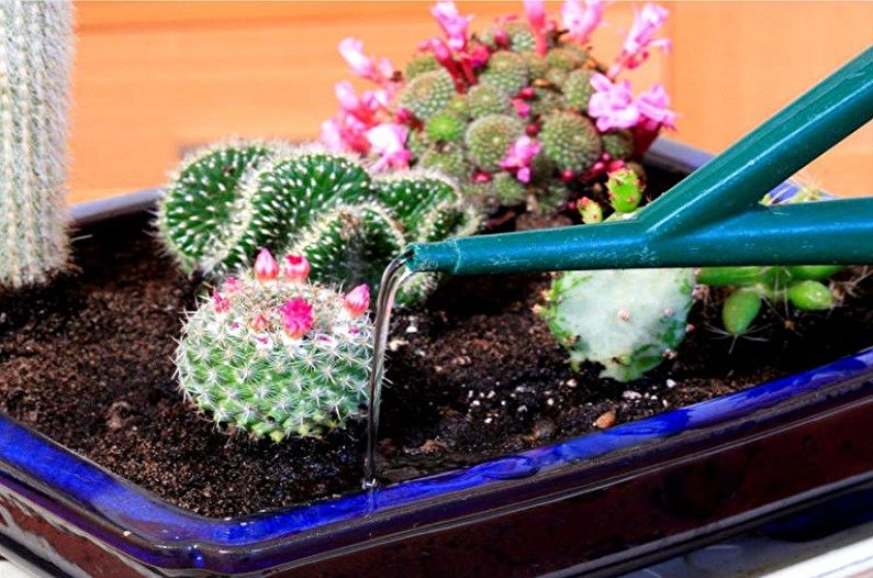 Succulent Care - Watering