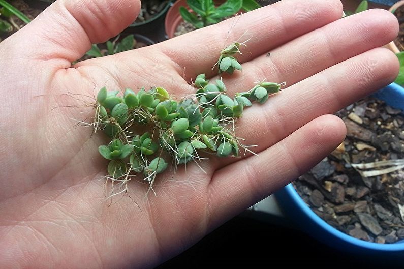 Reproduction and transplantation of succulents