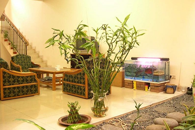 Комнатный бамбук - фото