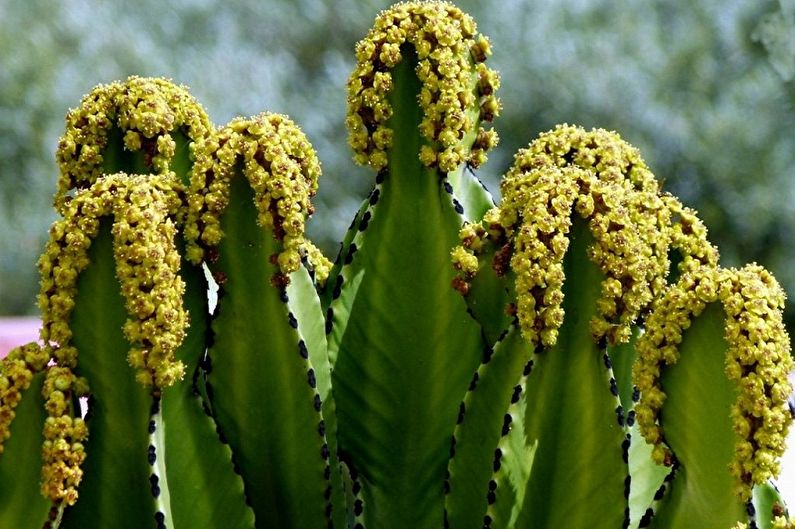 Evdə hansı çiçəkləri saxlamaq olmaz - Euphorbia