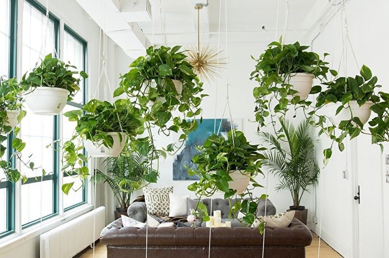 Вьющиеся комнатные растения (75+ фото)