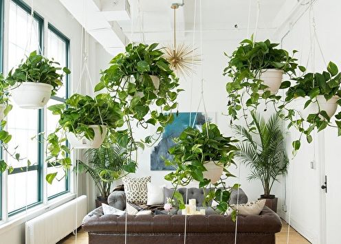 Вьющиеся комнатные растения (75+ фото)
